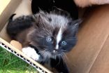 A happy ending for a litter of feral kittens in Halifax