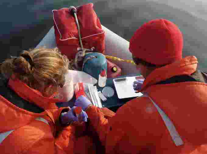 THE CONVERSATION: After separating the skin from the blubber in the whale biopsy, the research team quickly processes the samples to prevent their degradation. (Mériscope), Fourni par l'auteur