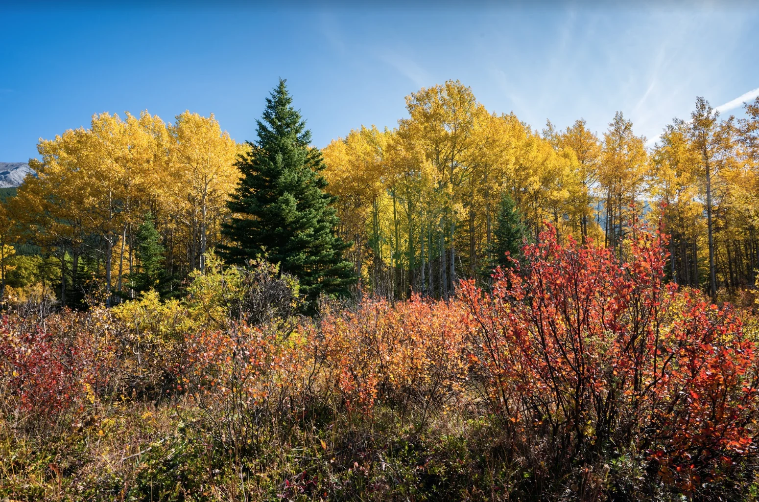 Alberta hiking, fall colours - courtesy Kyle Brittain