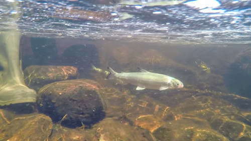 Seeking a safe place for one of Canada's most endangered freshwater fish -  The Weather Network