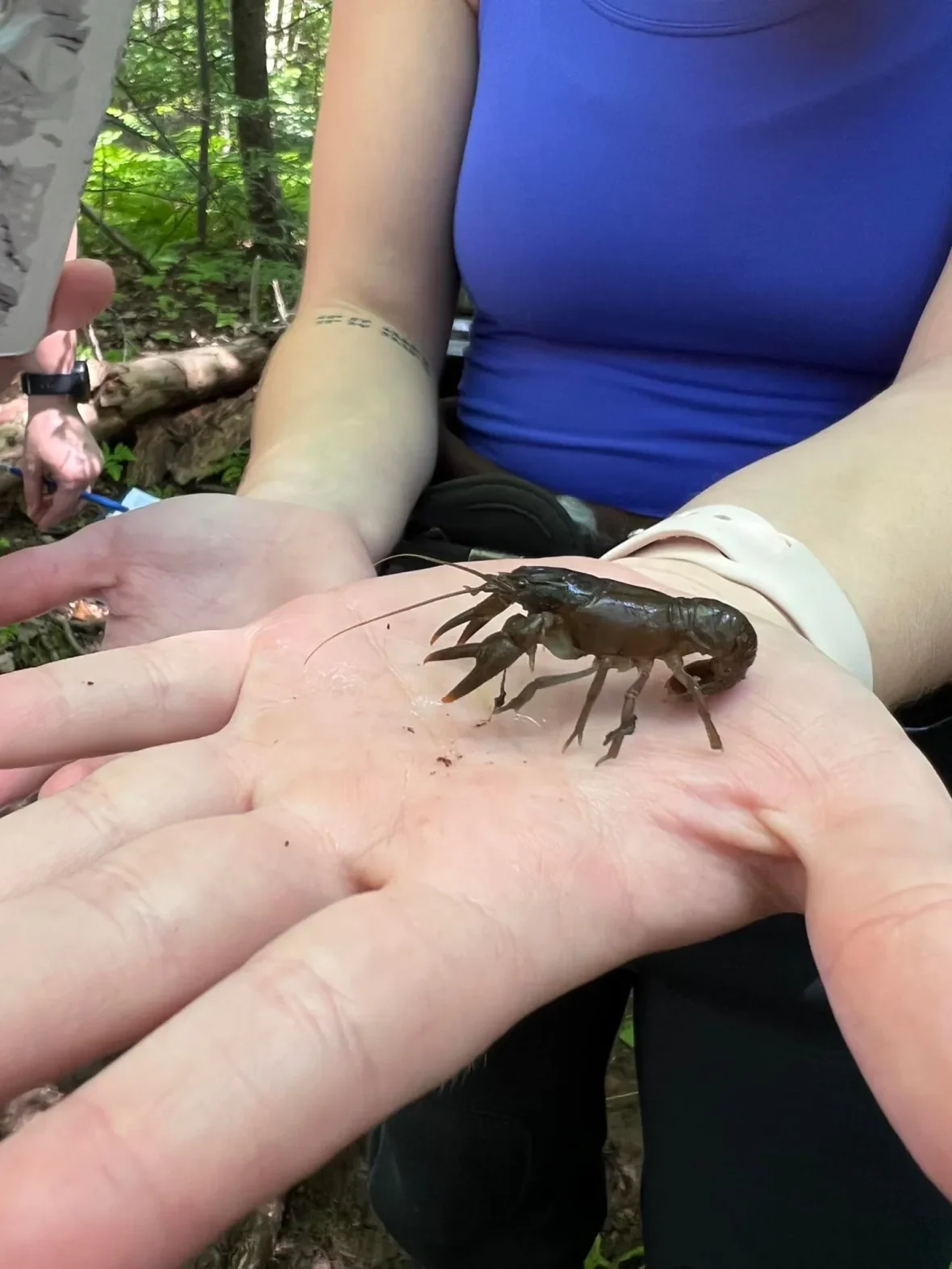 crawfish/Holly Melanson/Facebook via CBC