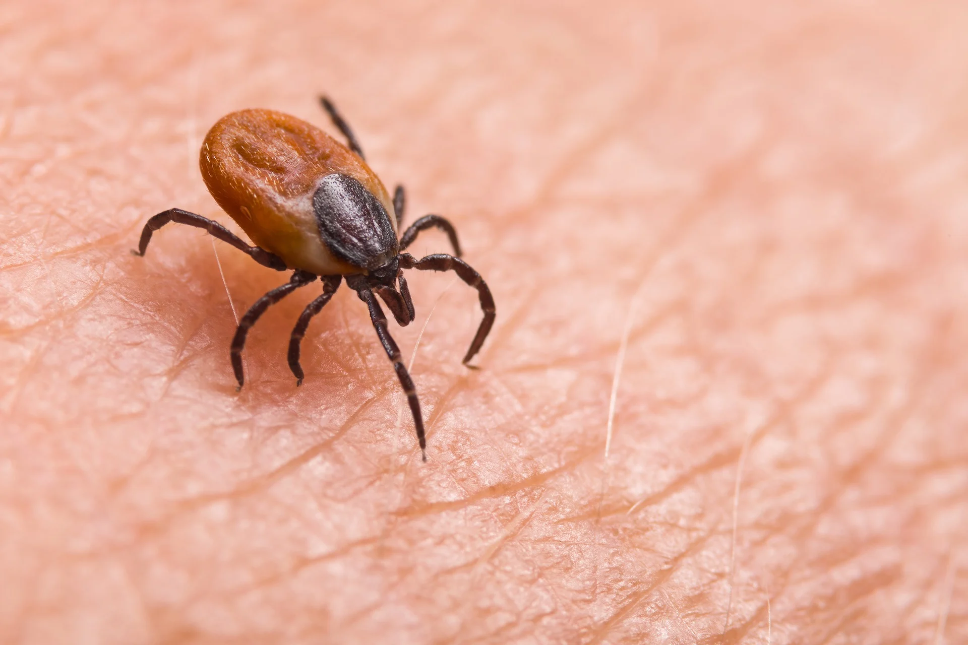 'Pretty much everywhere': Couple pulled over a dozen ticks off their dog