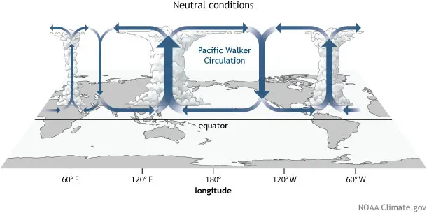 Neutral Conditions Walker