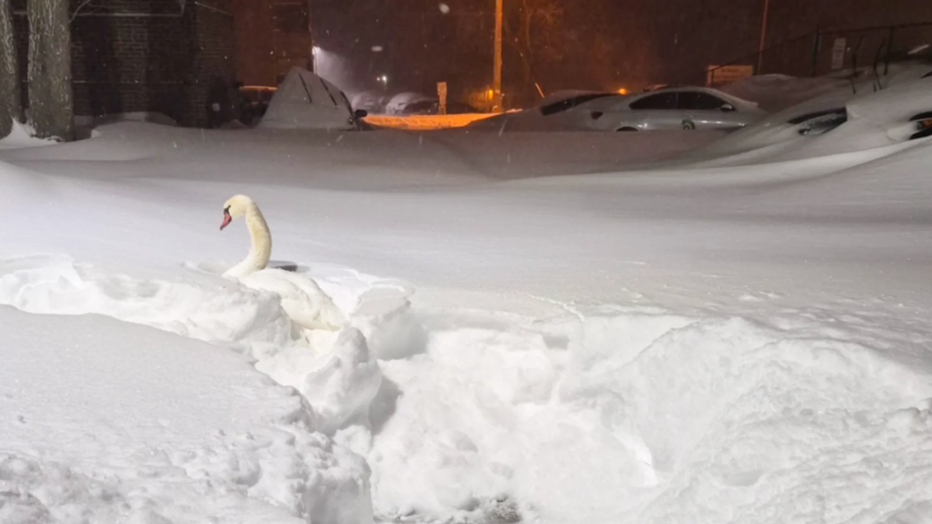 cygne neige 2