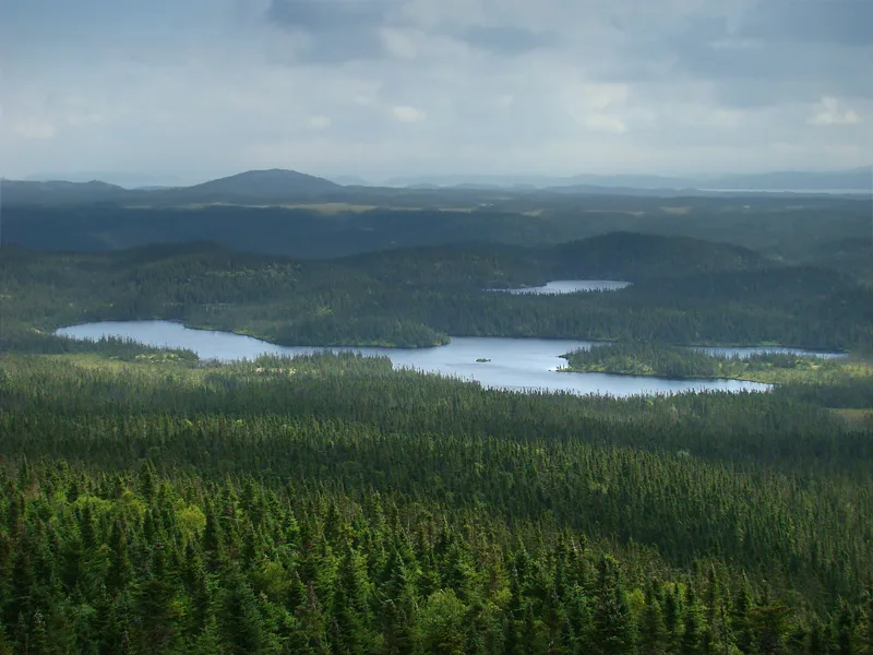 La forêt boréale, alliée de taille contre les changements climatiques