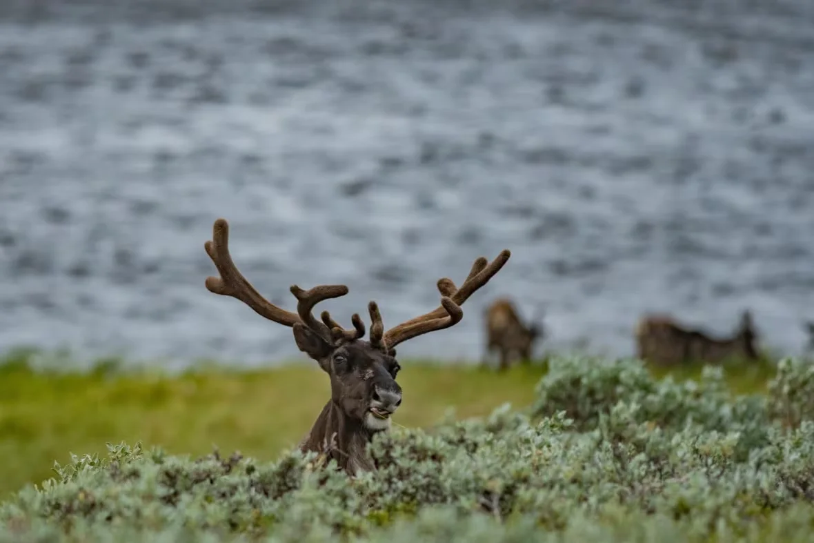 caribou-on-herschel-island-qikiqtaruk/Jeff Kerby via CBC