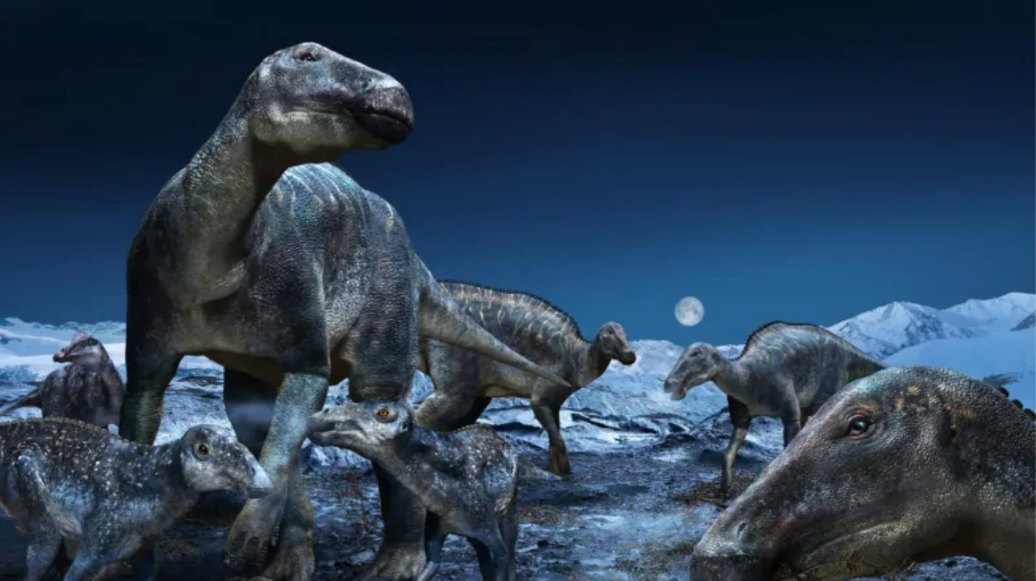 Edmontosaurus once called the Arctic home, study says