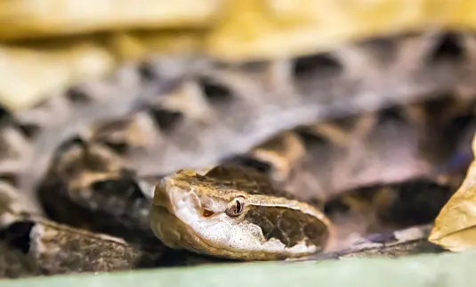 Rare antivenom in Ontario saves woman from deadly snake bite