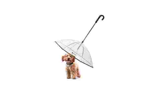 Amazon, dog umbrella, CANVA, waterproof