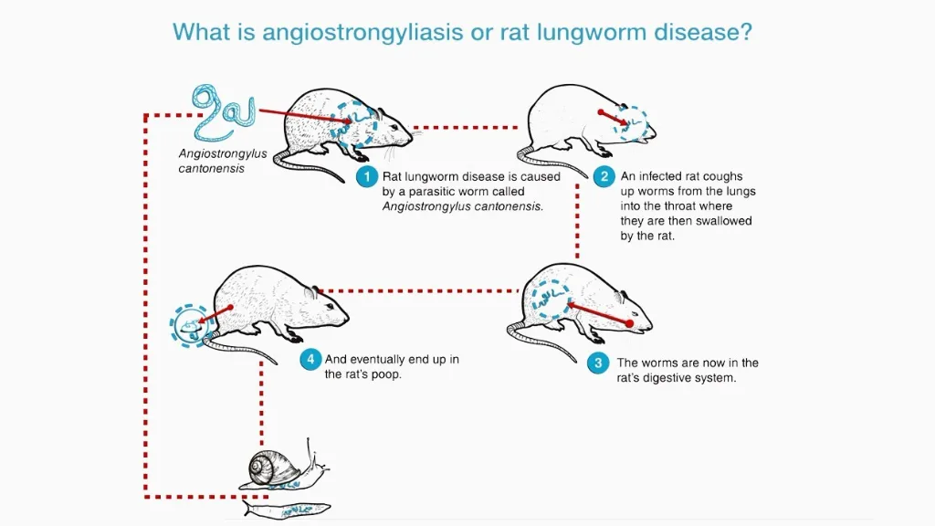 lungworm