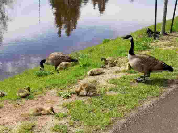 Family of geese/Al Hanson/Submitted via CBC