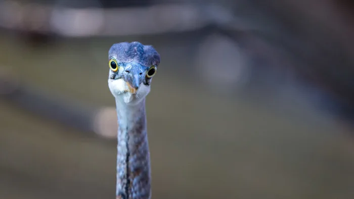 Candid Closeup: Don't wait for perfect weather to get the perfect bird photo