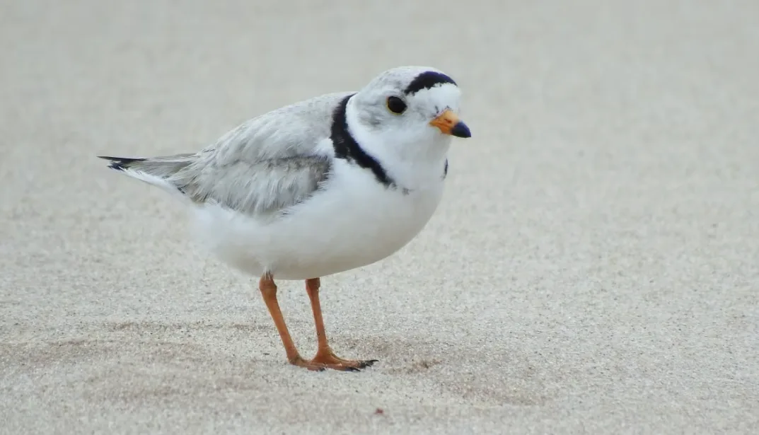 CBC: Mader said the piping plover monitors will have a better sense of how many birds there are by the middle of June. (Submitted by Janette Gallant/Parks Canada)