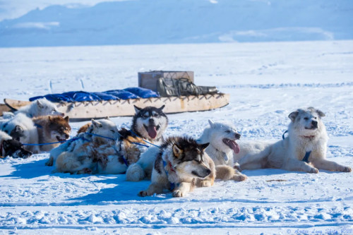 Nunavut Quest returns to keep sled dog tradition alive in Baffin region -  The Weather Network