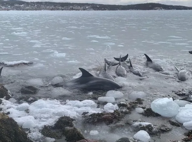 Dolphins rescued at Heart's Delight-Islington, some still trapped in ice