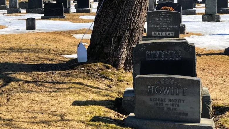 The sweet hereafter: Maple syrup tapped in a cemetery