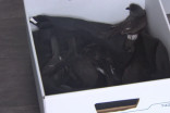 High winds pushing travelling petrels off course into Newfoundland towns