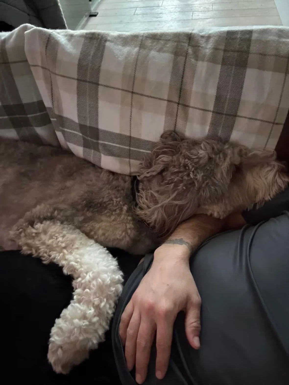 rex-resting/Submitted by Anthony Bondy via CBC News
