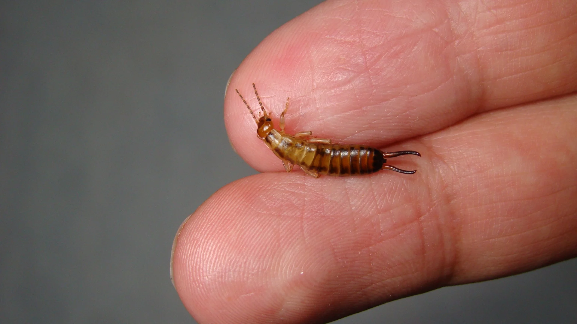 Earwigs in your home? Here's how to get them out The Weather Network