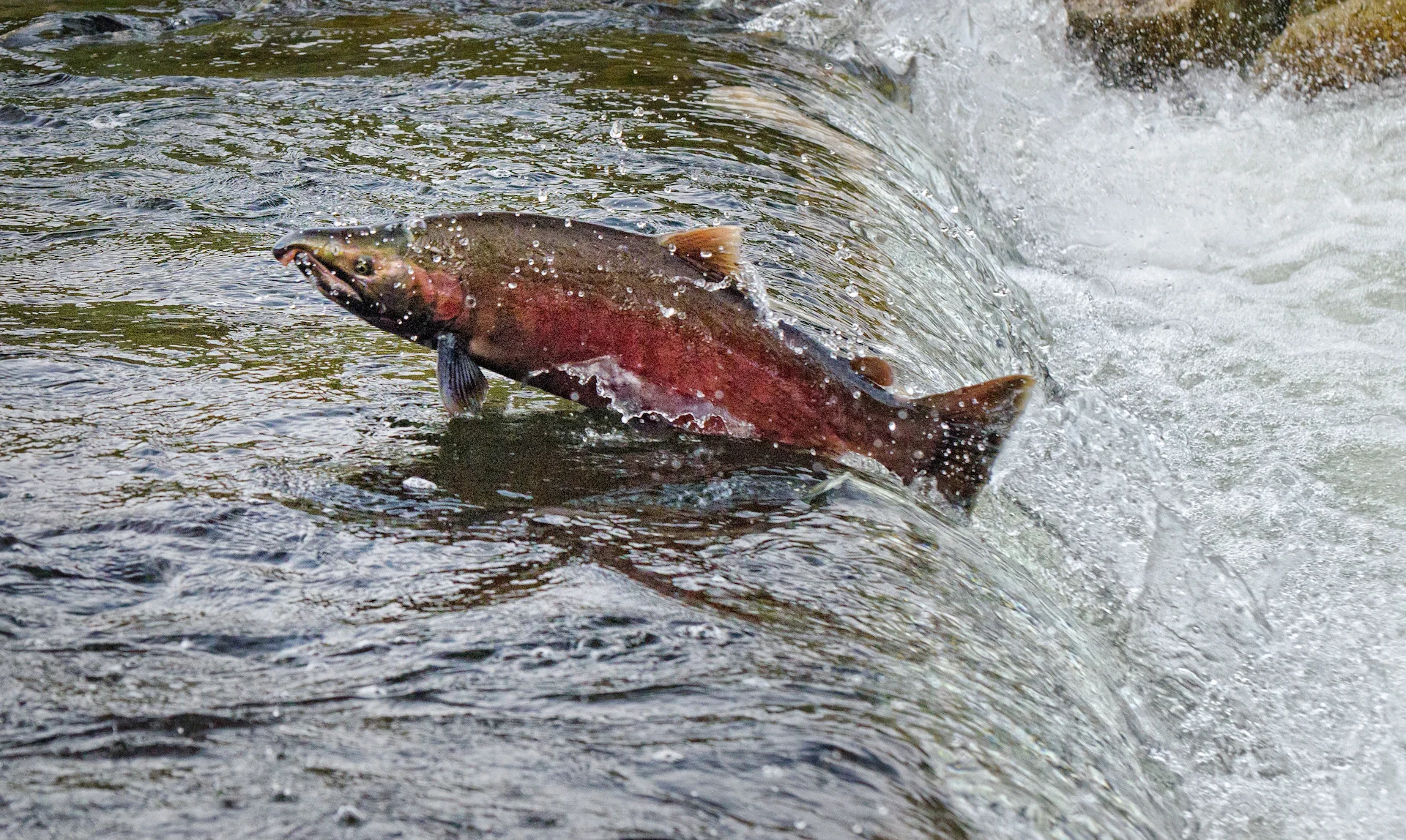Salmon in B.C./Getty Images - 824956560