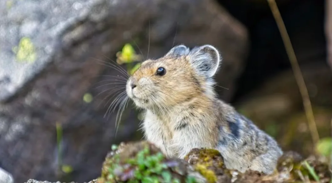 Poop used to track climate-change effects on pikas and their mountain ...
