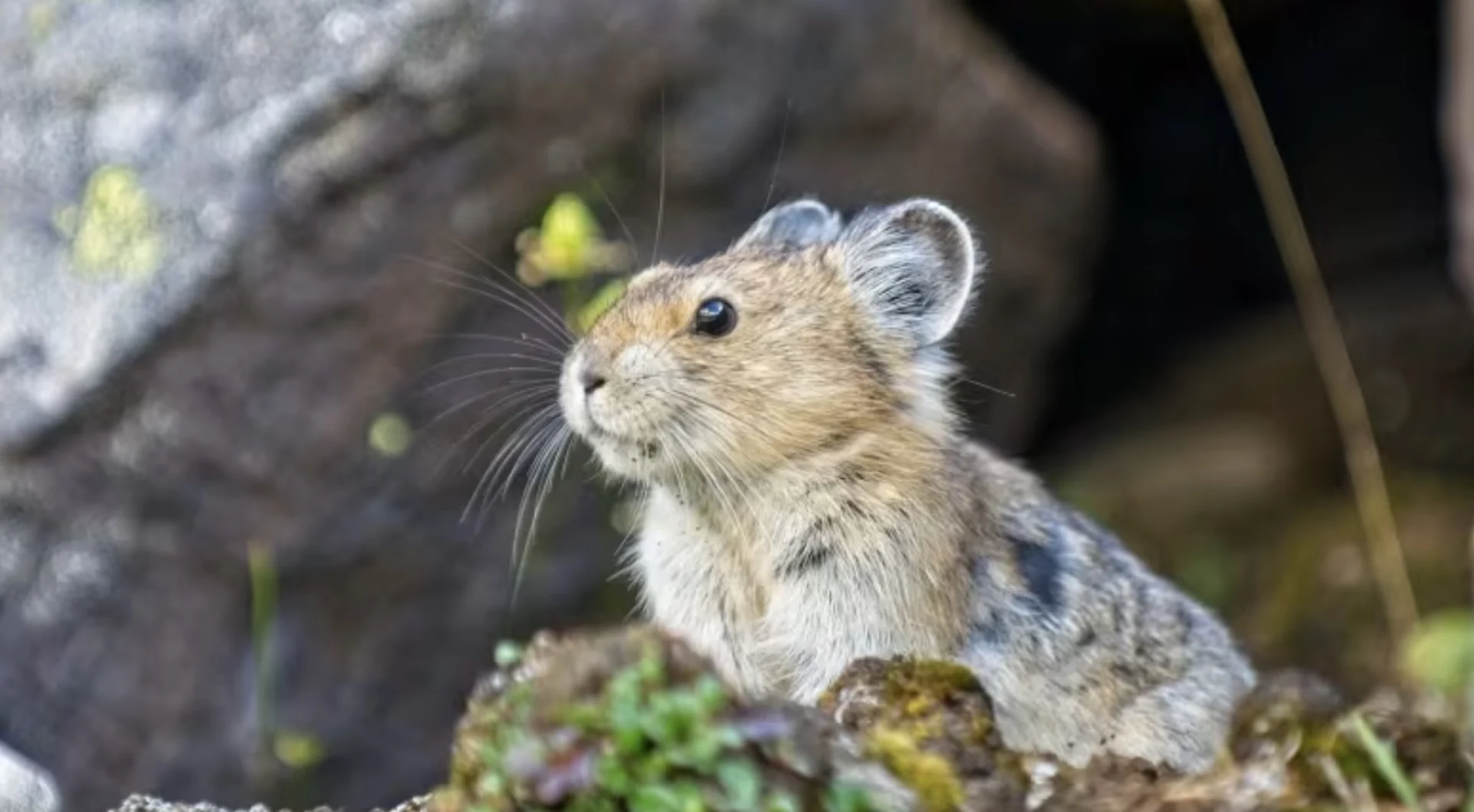Poop used to track climate-change effects on pikas and their mountain home