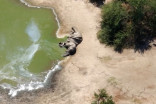300+ éléphants sont morts, et on sait enfin pourquoi