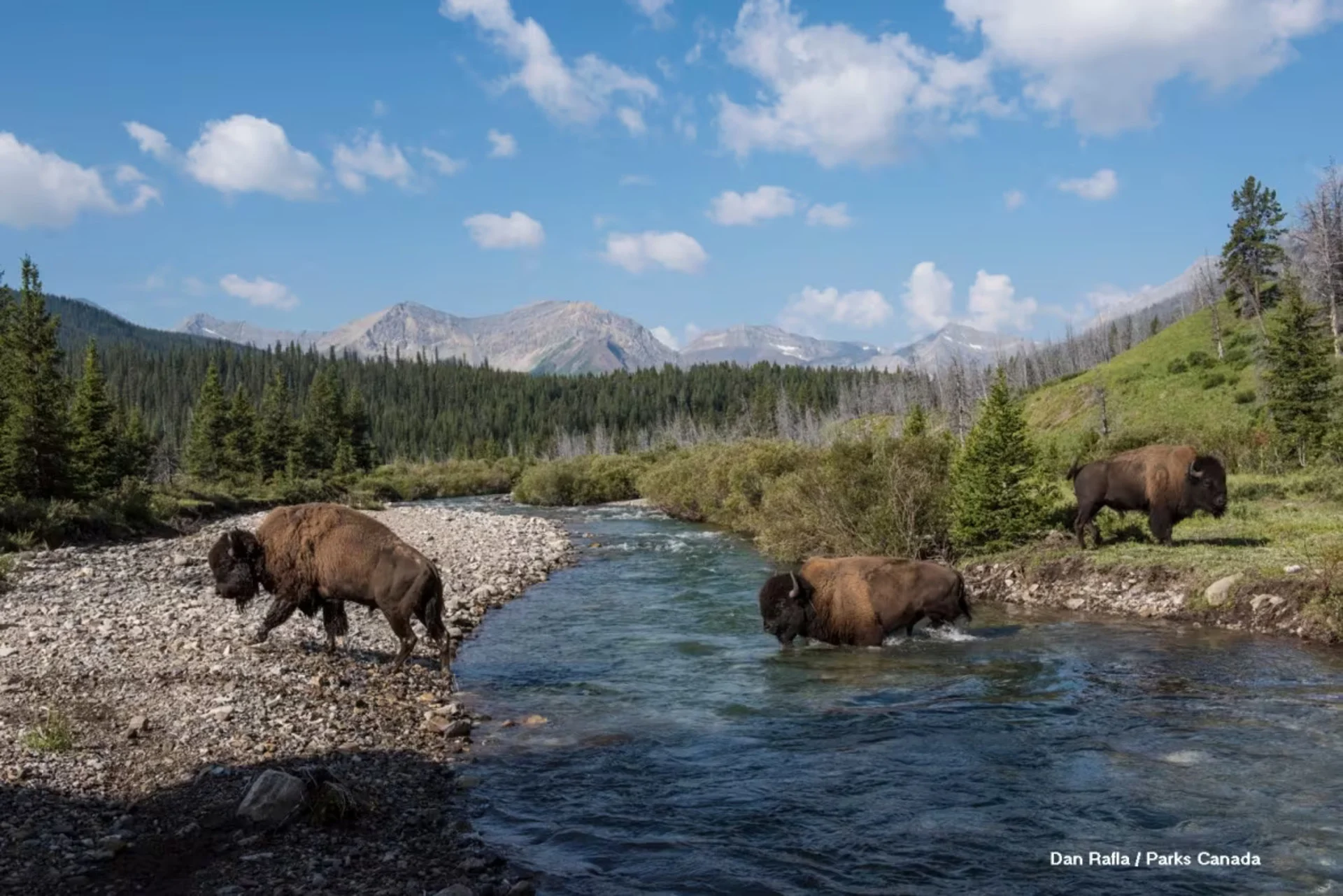 Researcher explores relationship between bison, landscape in Banff National Park