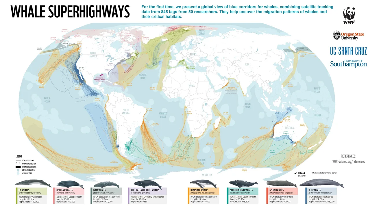 Whalesuperhighways-16x9-Infographic-WWF