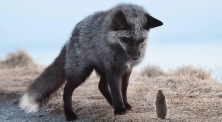 NL photographer gets shot of a lifetime with Signal Hill fox