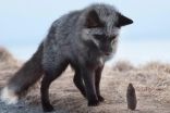 NL photographer gets shot of a lifetime with Signal Hill fox