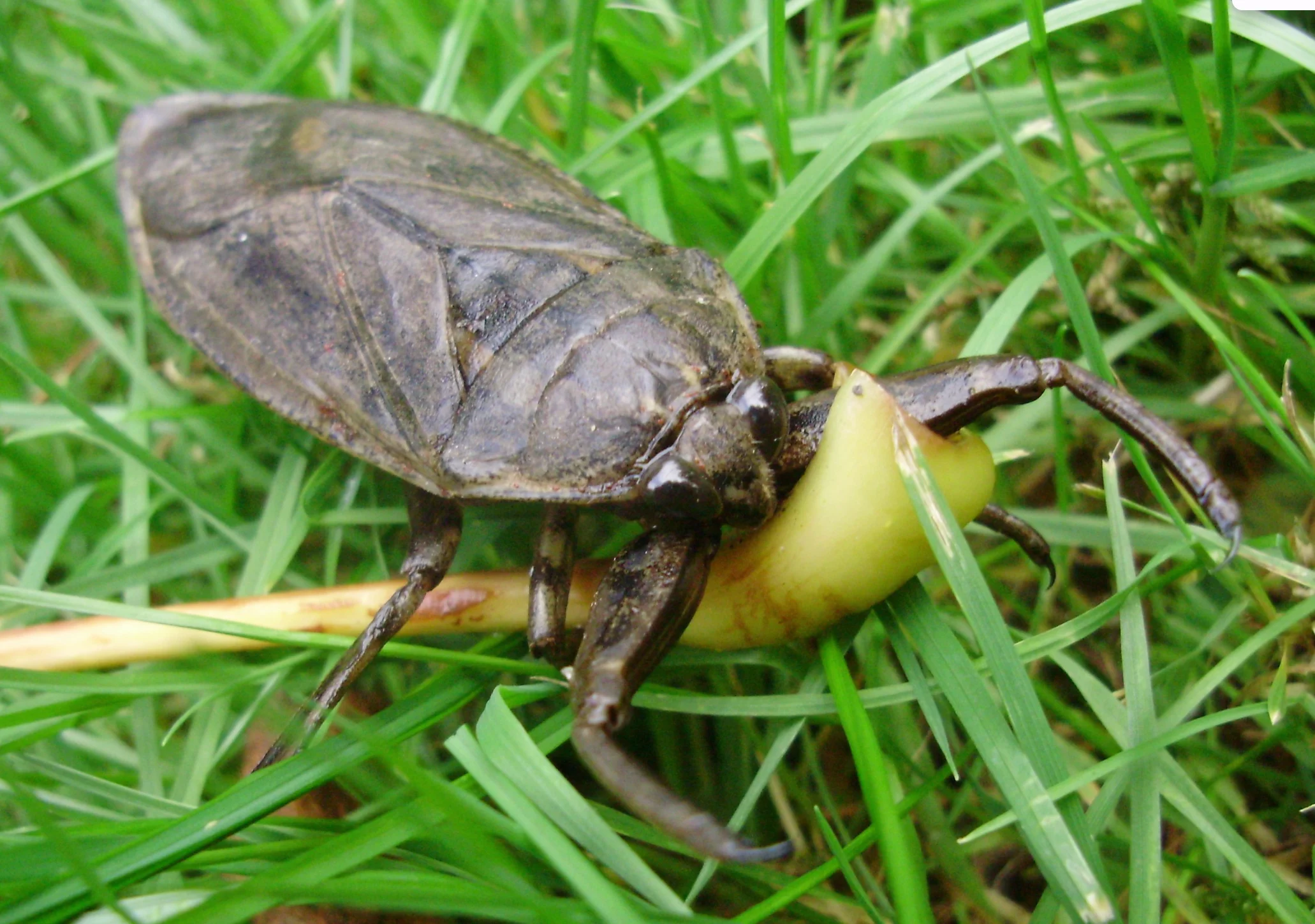 WIKIPEDIA - CREDIT: The High Fin Sperm Whale - CC BY 3.0: Giant water bug (Lethocerus americanus) I found in my backyard. Photo taken in Langley, BC. LINK: https://en.wikipedia.org/wiki/Lethocerus_americanus#/media/File:Lethocerus_americanus.jpg