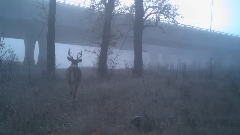 Wildlife cameras under ring road examine how animals travel after construction