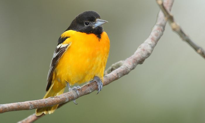 5 backyard birds you can find in Canada