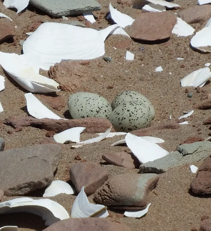 CBC: Piping plover prefer to nest in beaches and tidal flats above the high-water mark, with sand, gravel or cobble and little vegetation. (Parks Canada)