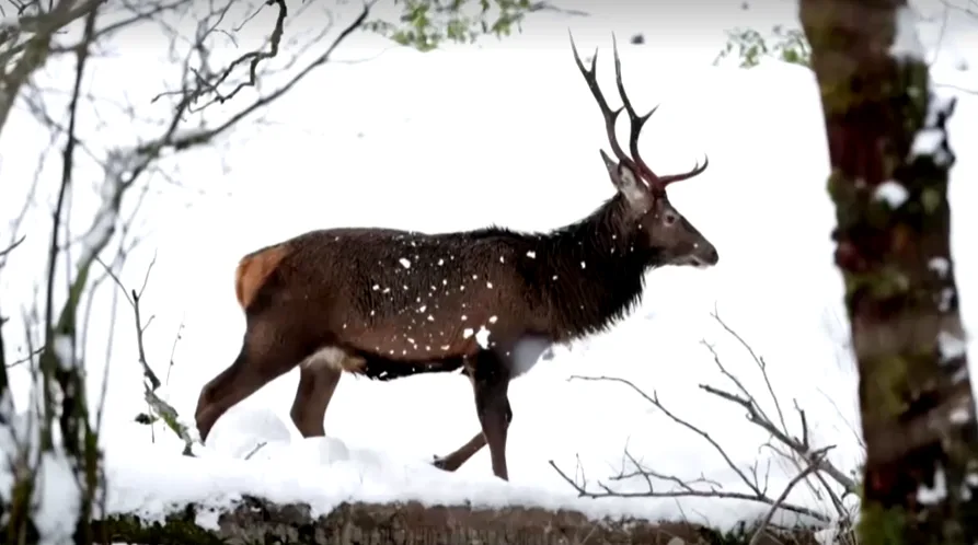 Scottish red deer are giving birth earlier to adapt to climate change