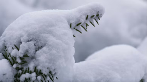 Some central N.B. schools closed because of power outages The