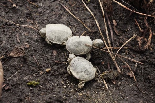 People dumping their pet turtles is threatening B.C. species: Biologist -  The Weather Network