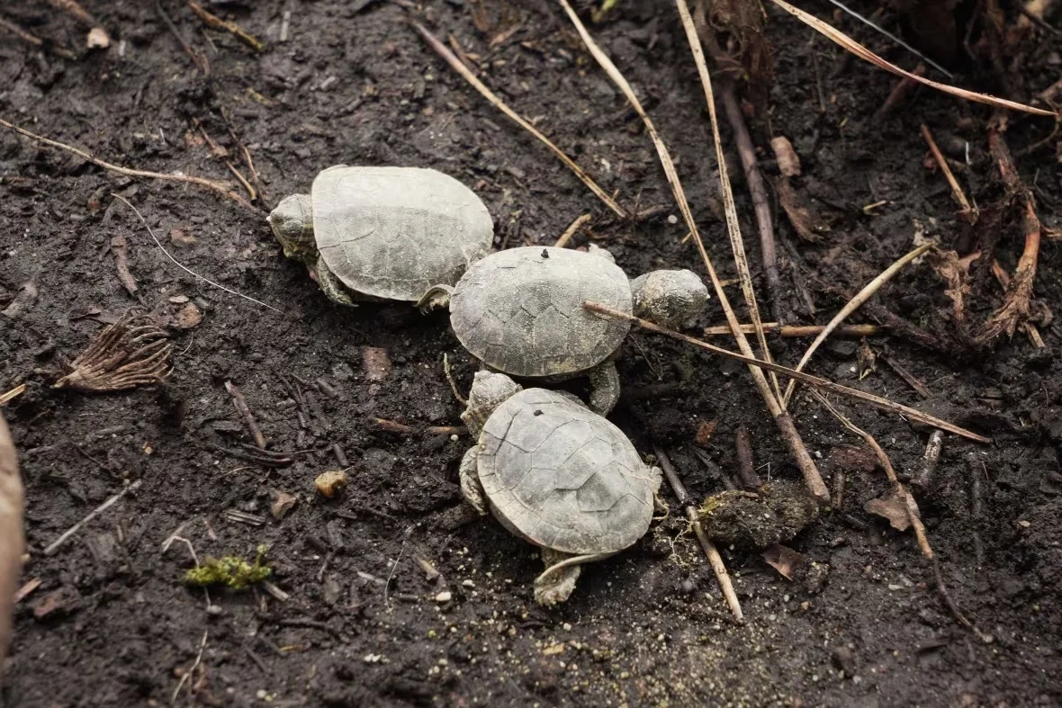 western-painted-turtles-2-april-26-2023/Corey Bullock/CBC News