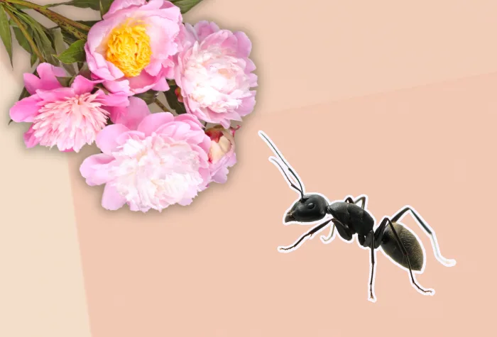Are your peonies covered in ants? Experts say that's great news