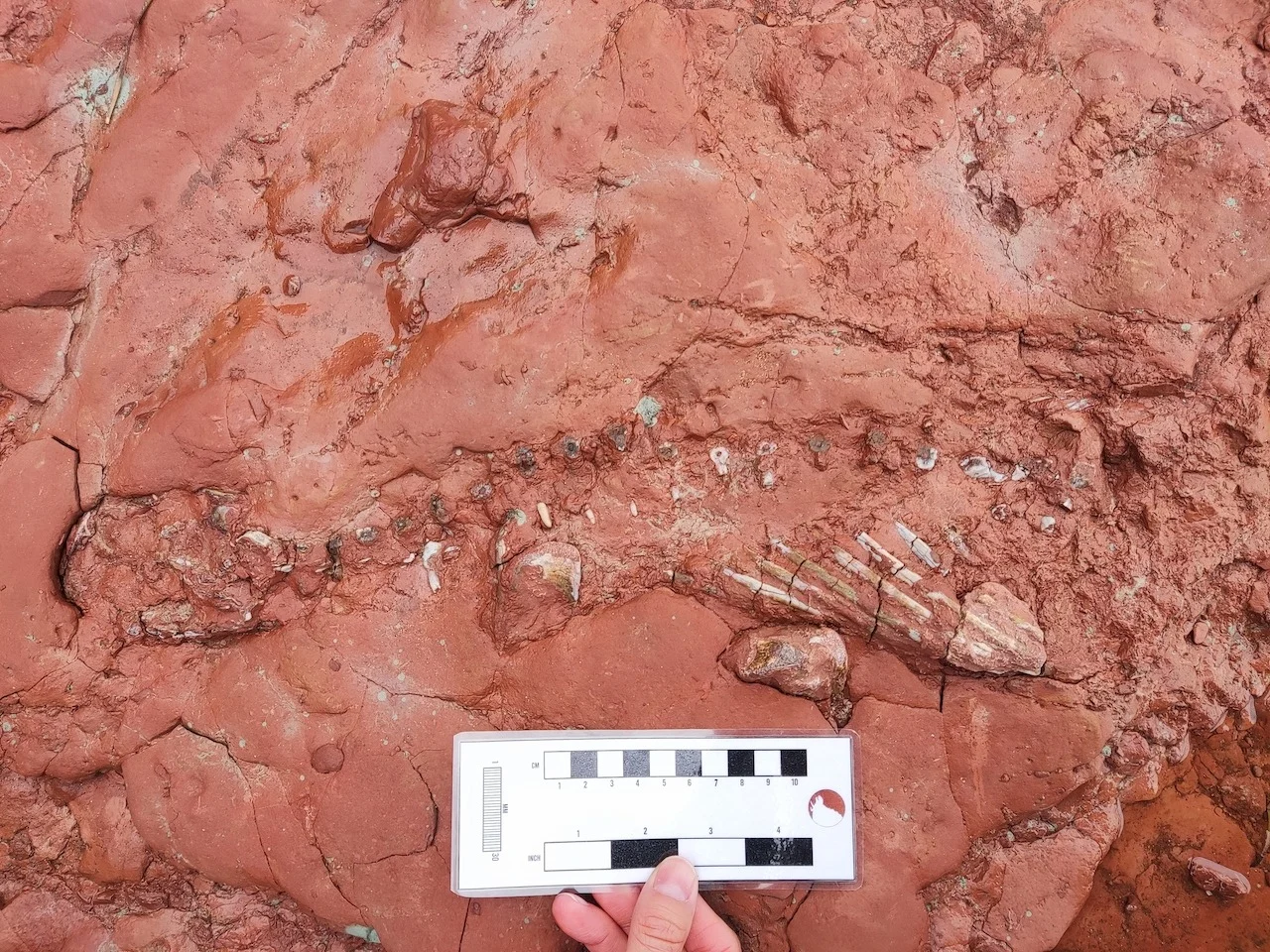 School teacher stumbles upon fossil that may be 300 million years old