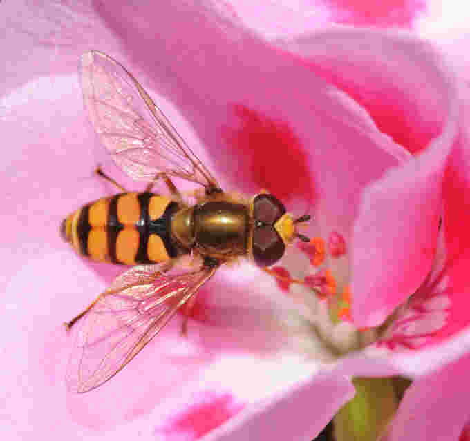 WIKIPEDIA - hover fly