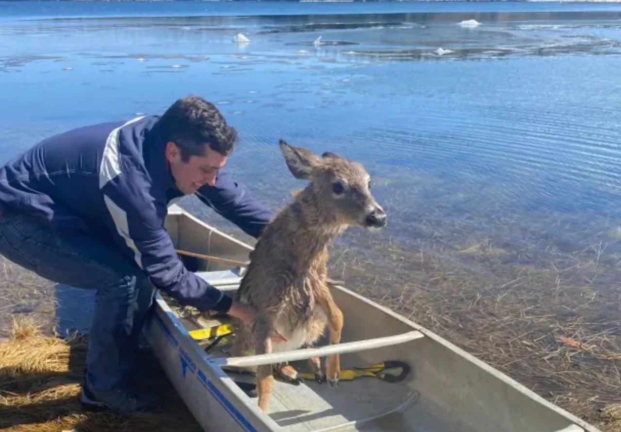 Nova Scotia man pulls off daring deer rescue in frigid water
