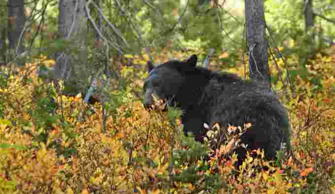 American Black Bear - Wikipedia