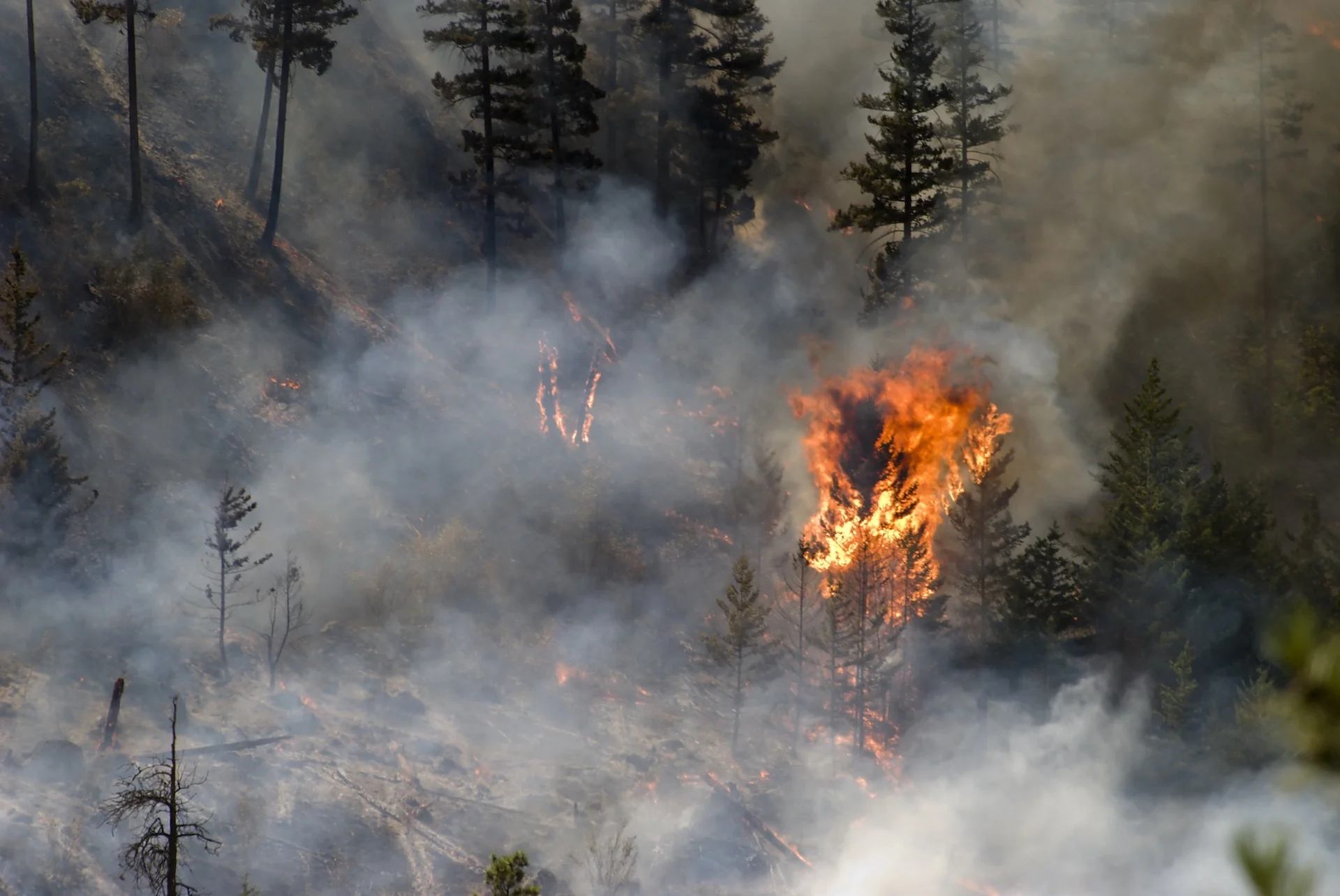 Wildfires/Getty Images-172296371