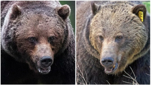 CBC: These two male grizzlies in Banff National Park — the Boss, left, and Split Lip — are likely the largest in Alberta. The Boss is believed to weigh about 600 pounds, said biologist Sarah Elmeligi. (John E. Marriott/Amar Athwal)