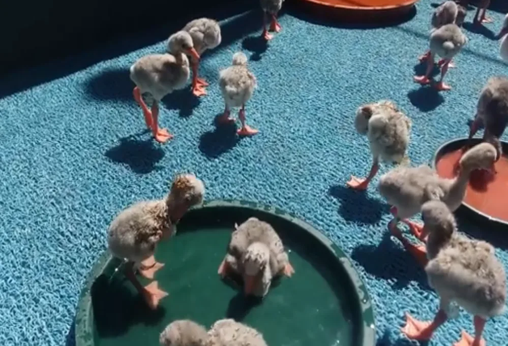 Abandoned flamingo chicks rescued from drought