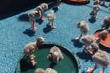 Abandoned flamingo chicks rescued from drought
