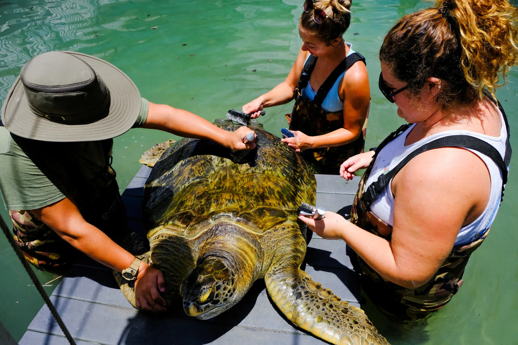 A Green Turtle is cleaned at the Turtle Hospital, the first licensed veterinarian sea turtle hospital in the world, in Marathon, Florida, U.S. July 29, 2022. REUTERS/Maria Alejandra Cardona