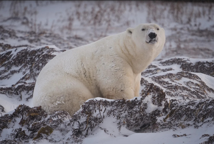 'Their fur isn't white' 5 facts about polar bears The Weather Network